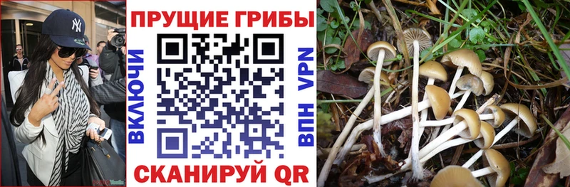 Купить где  Бородино  Галлюциногенные грибы прущие грибы 